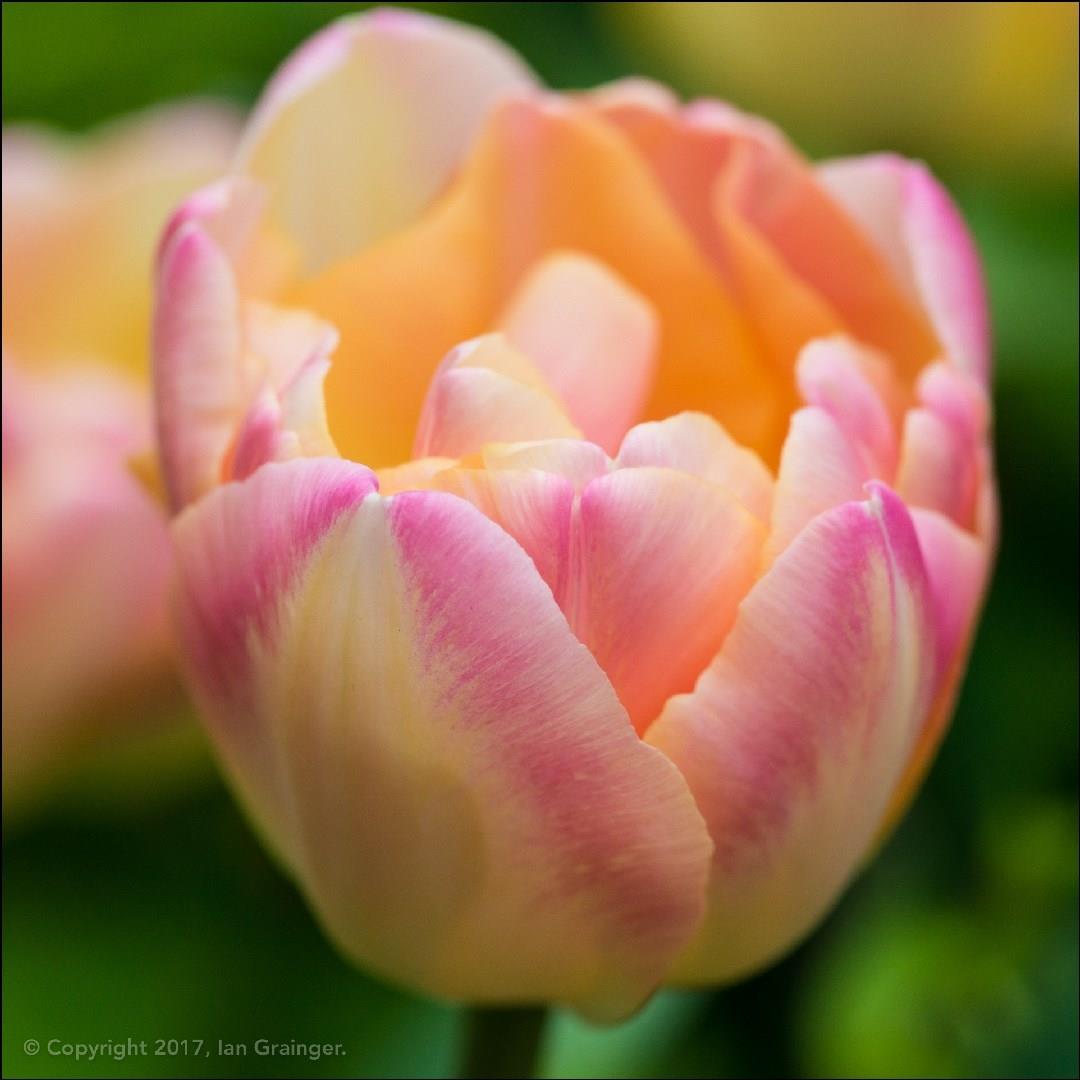 Tulipa Peaches and Cream in the GardenTags plant encyclopedia Tulip Peaches and Cream (Double Late) in the GardenTags plant encyclopedia