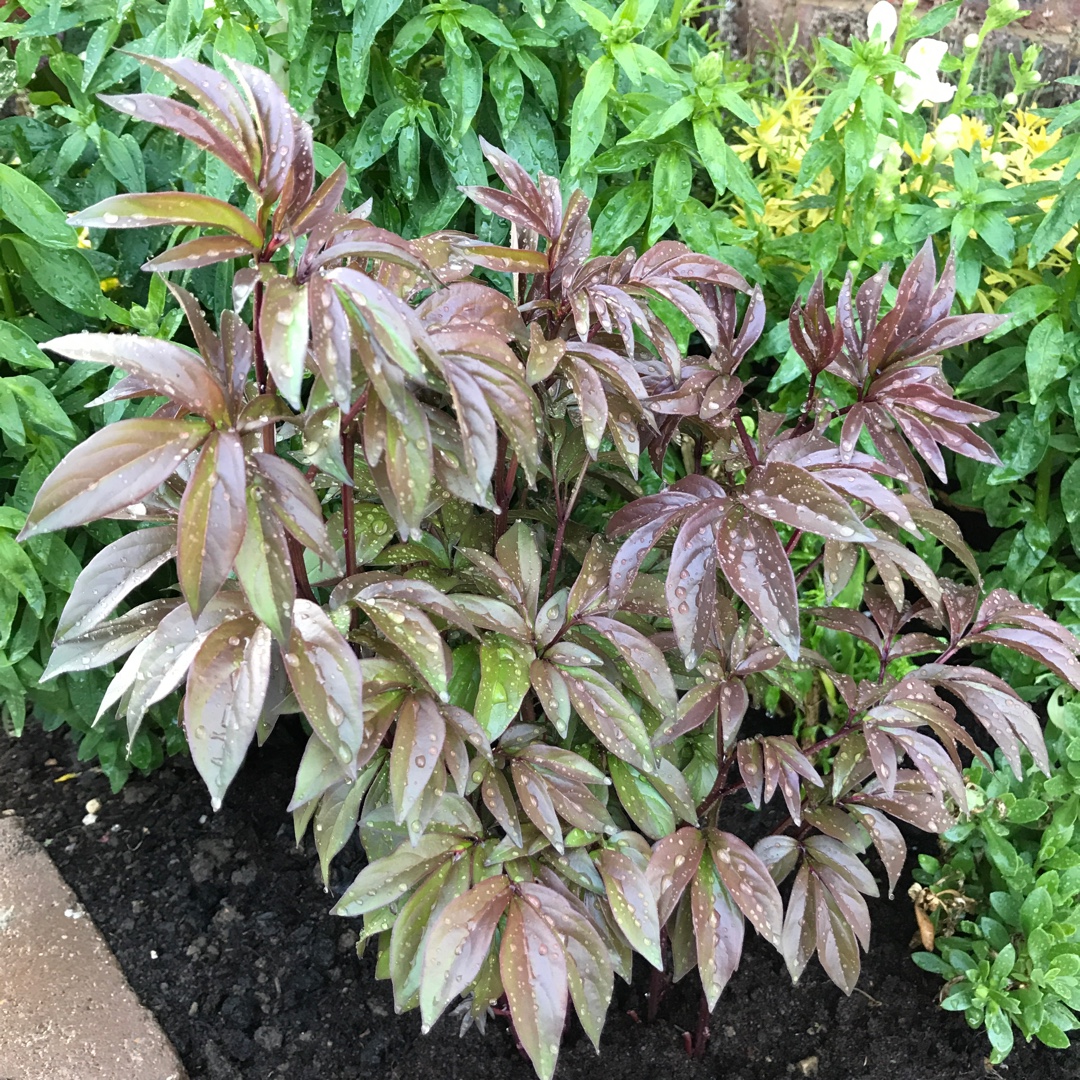 Paeonia lactiflora Annemieke in the GardenTags plant encyclopedia Peony Annemieke (Herbaceous) in the GardenTags plant encyclopedia