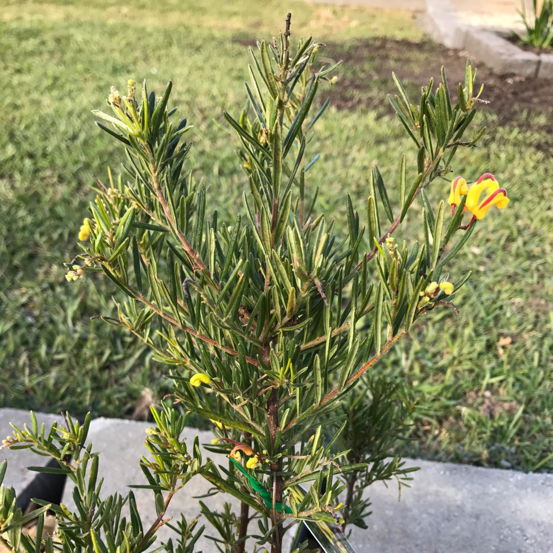 Grevillea alpina x rosmarinifolia Gold Rush in the GardenTags plant encyclopedia Grevillea Gold Rush in the GardenTags plant encyclopedia