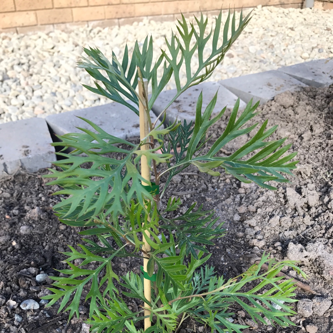 Grevillea banksia x G. bipinnatifida Little Robyn in the GardenTags plant encyclopedia Grevillea Little Robyn in the GardenTags plant encyclopedia