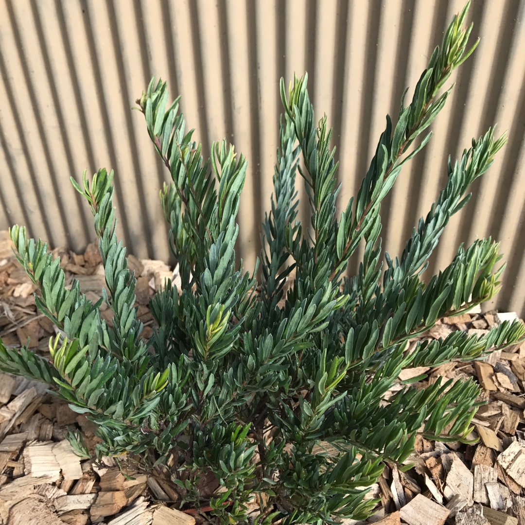 Grevillea alpina x rosmarinifolia Bonnie Prince Charlie in the GardenTags plant encyclopedia Grevillea Bonnie Prince Charlie in the GardenTags plant encyclopedia