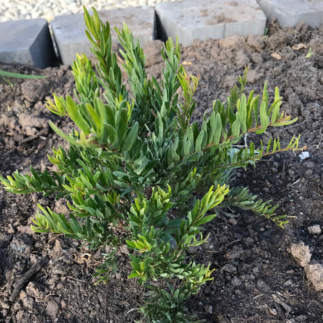 Grevillea rosmarinifolia RP in the GardenTags plant encyclopedia Grevillea Rosys Baby in the GardenTags plant encyclopedia
