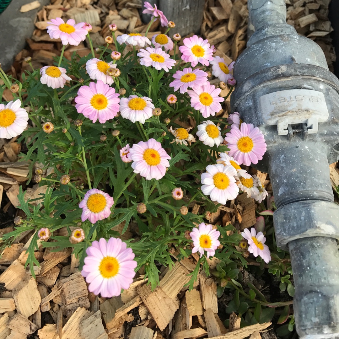 Argyranthemum frutescens Angelic Baby Pink in the GardenTags plant encyclopedia Argyranthemum Angelic in the GardenTags plant encyclopedia