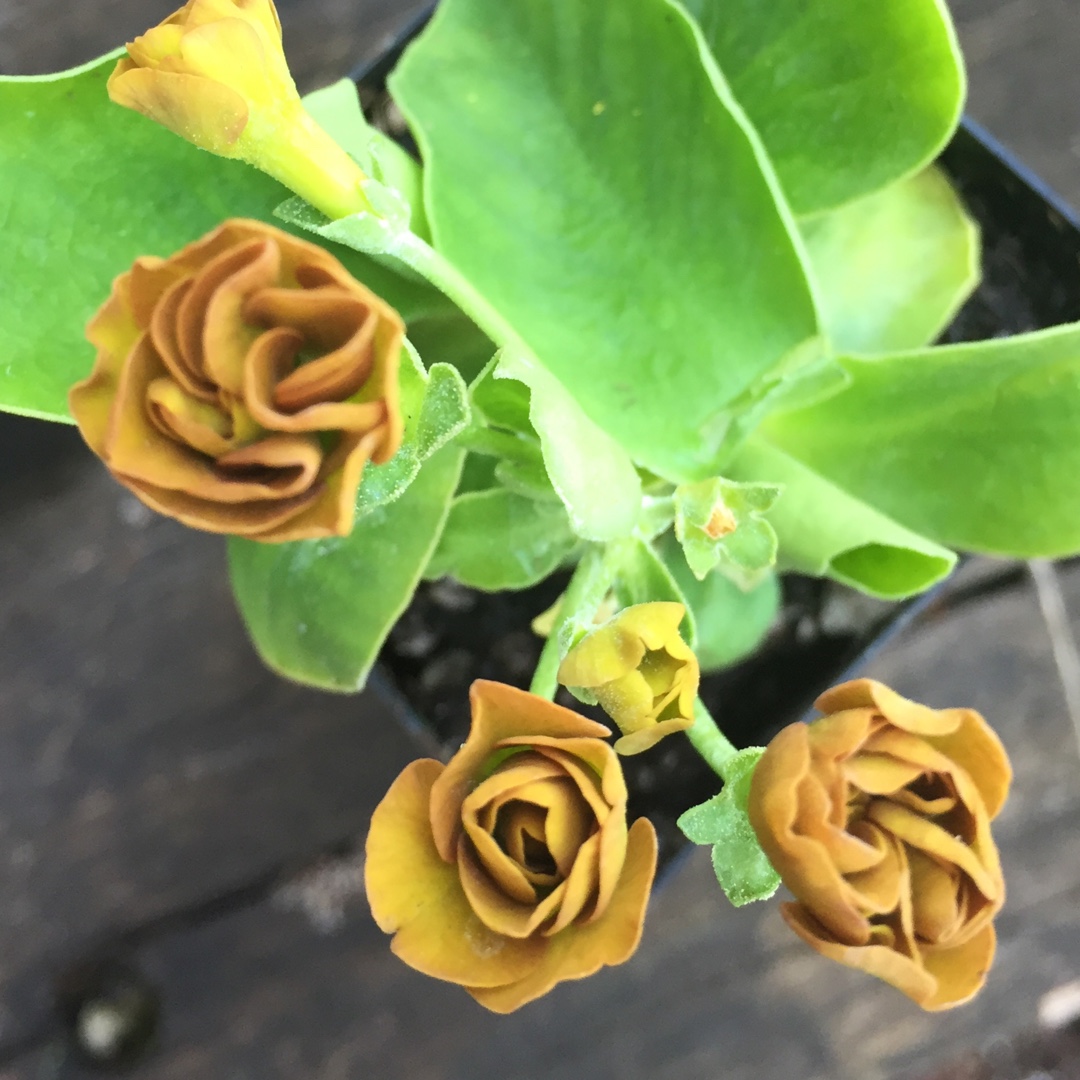 Primula auricula Forest Cappuccino in the GardenTags plant encyclopedia Auricula Forest Cappuccino in the GardenTags plant encyclopedia