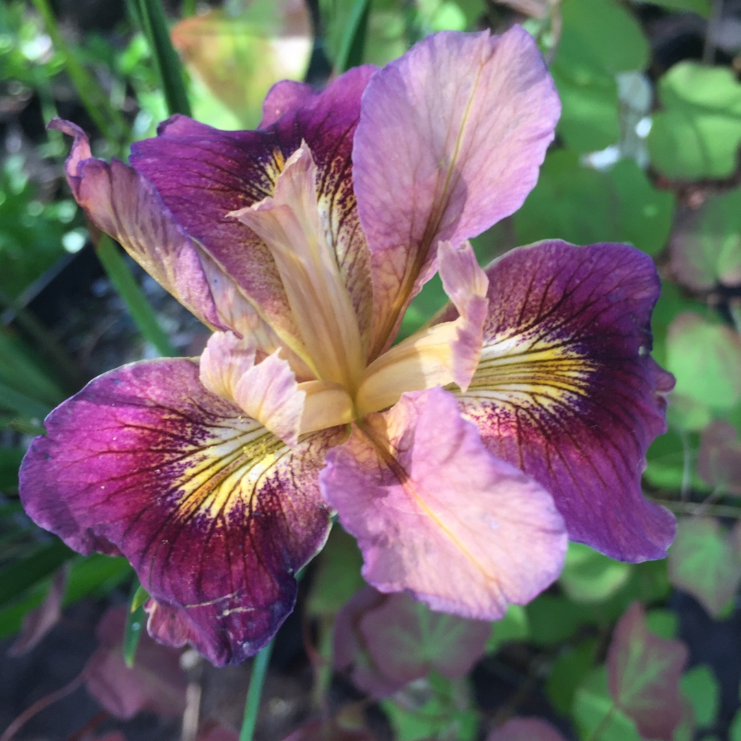 Iris Pacifica Fruit Market in the GardenTags plant encyclopedia Pacific Coast Iris Fruit Market in the GardenTags plant encyclopedia