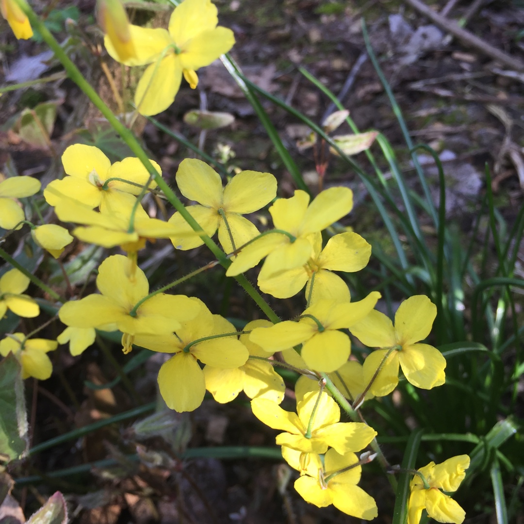 Epimedium x perralchium Frohnleiten in the GardenTags plant encyclopedia Barrenwort Frohnleiten in the GardenTags plant encyclopedia