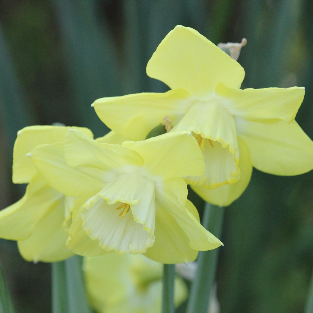 Narcissus Binkie in the GardenTags plant encyclopedia Daffodil Binkie (Large-cupped) in the GardenTags plant encyclopedia