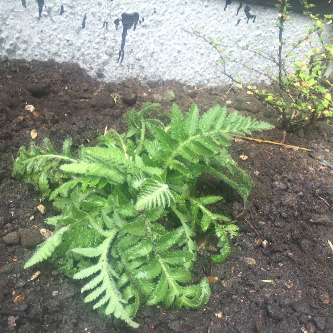 Papaver Orientale Harlem in the GardenTags plant encyclopedia Oriental Poppy in the GardenTags plant encyclopedia