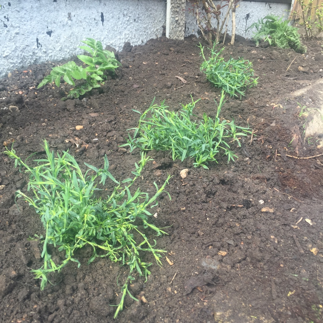 Dianthus deltoides Erecta White in the GardenTags plant encyclopedia Maiden Pink Erecta White in the GardenTags plant encyclopedia