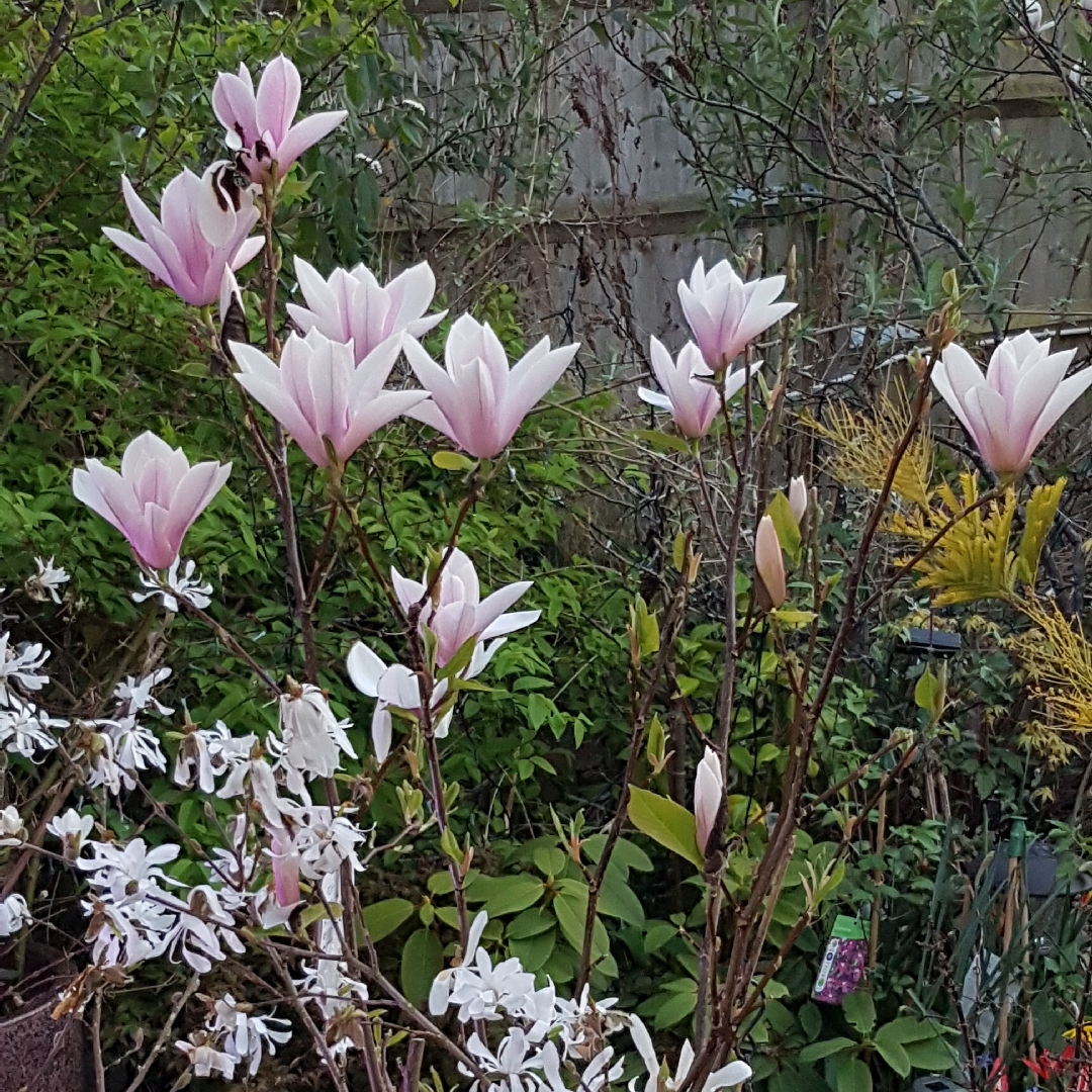 Magnolia Heaven Scent in the GardenTags plant encyclopedia Magnolia Heaven Scent in the GardenTags plant encyclopedia