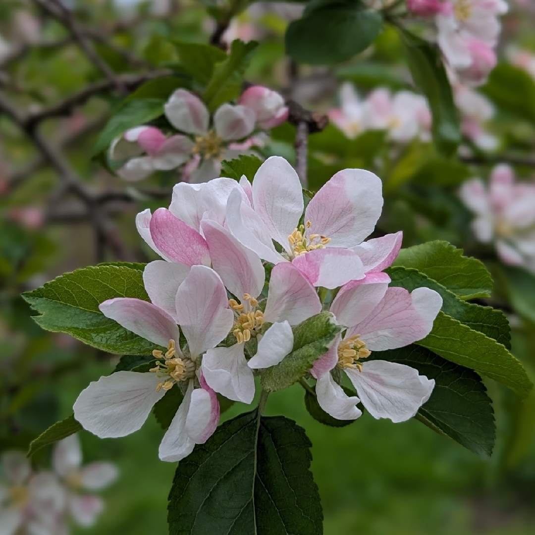 Malus domestica Greensleeves in the GardenTags plant encyclopedia Apple Greensleeves in the GardenTags plant encyclopedia