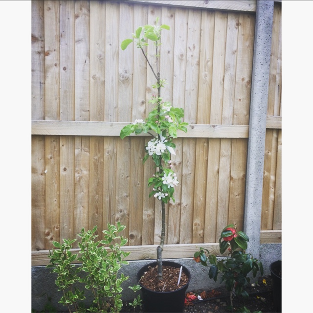 Malus domestica Reverend W. Wilks in the GardenTags plant encyclopedia Apple Reverend W. Wilks in the GardenTags plant encyclopedia