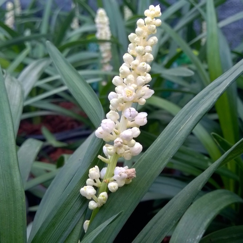 Liriope muscari Monroe White in the GardenTags plant encyclopedia Lilyturf Monroe White in the GardenTags plant encyclopedia