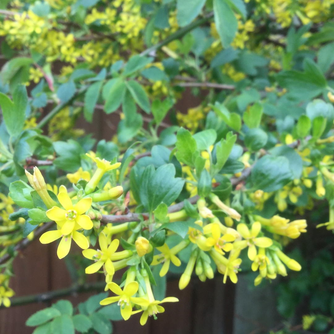 Ribes odoratum in the GardenTags plant encyclopedia Buffalo Currant in the GardenTags plant encyclopedia