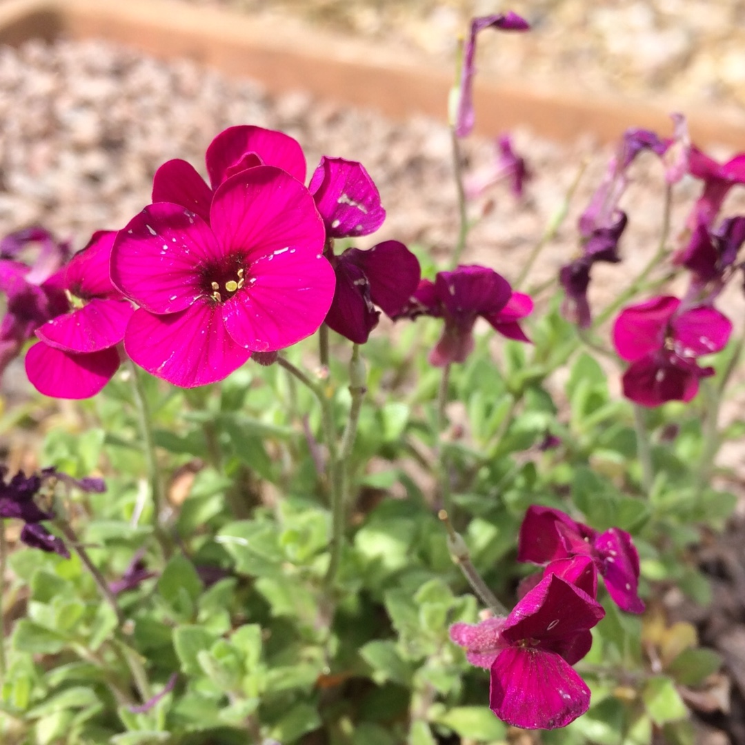 Aubrieta Bressingham Red in the GardenTags plant encyclopedia Rock Cress Bressingham Red in the GardenTags plant encyclopedia