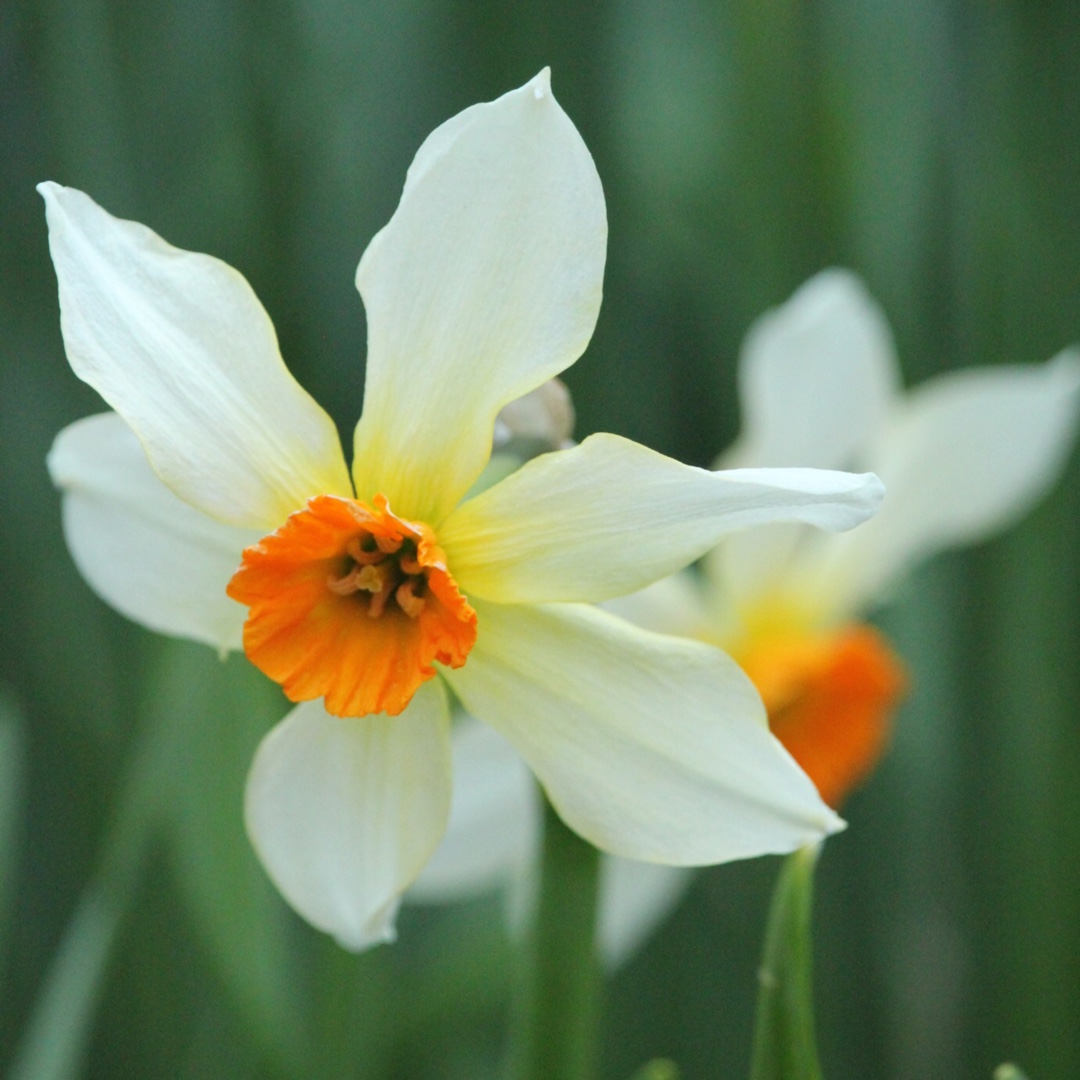Narcissus Firebrand in the GardenTags plant encyclopedia Daffodil Firebrand (Small-cupped) in the GardenTags plant encyclopedia