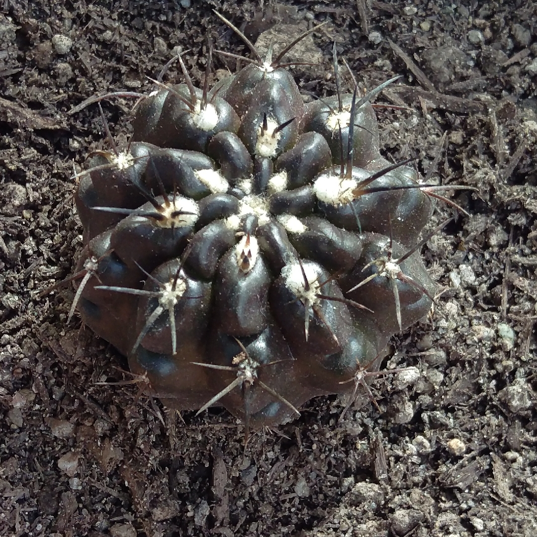 Eriosyce crispa var. huascensis in the GardenTags plant encyclopedia Eriosyce crispa in the GardenTags plant encyclopedia