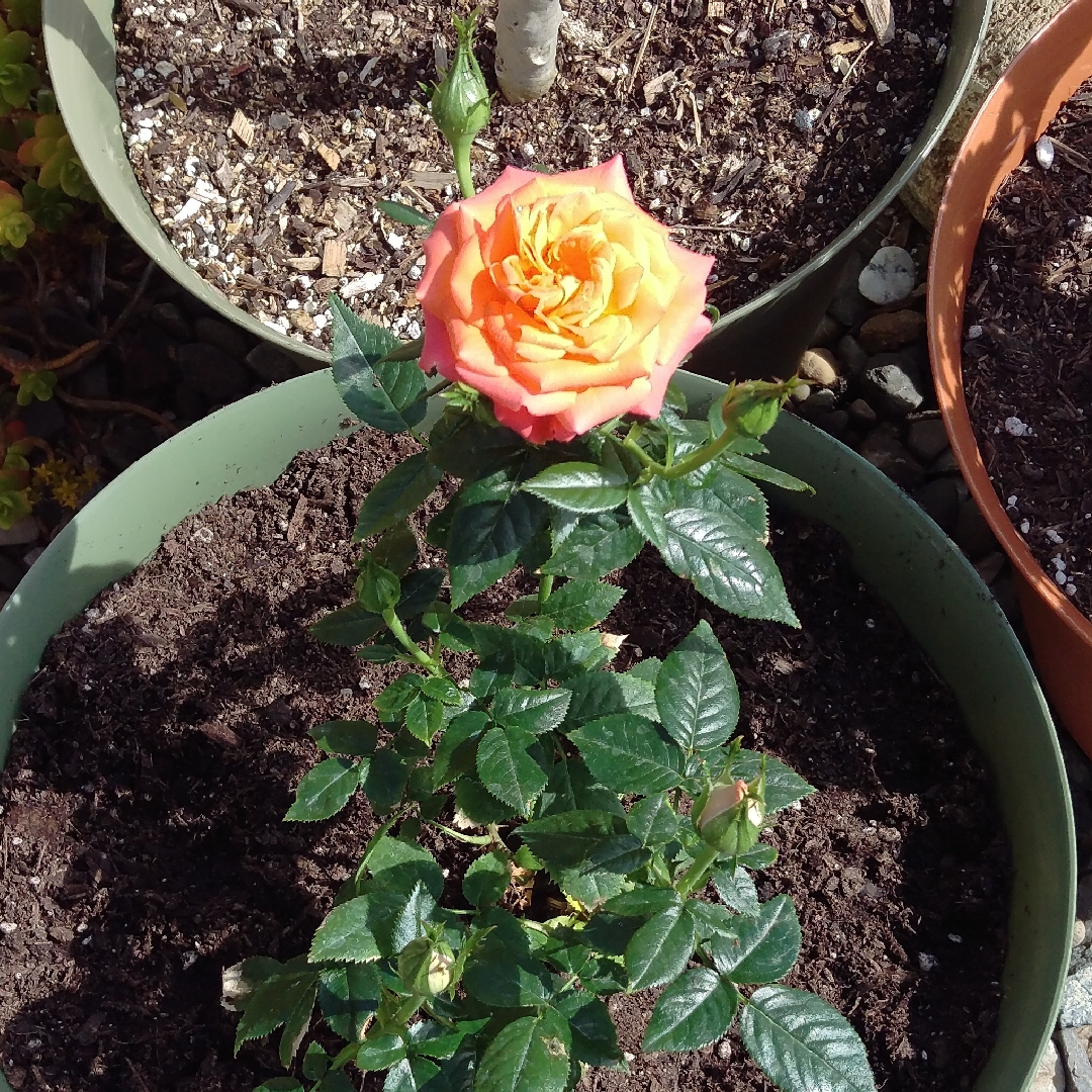 Rosa Meidarin syn. Rosa Mandarin Sunblaze, Rosa Mandarine Symphonie in the GardenTags plant encyclopedia Rose Mandarin Sunblaze (Miniature) in the GardenTags plant encyclopedia