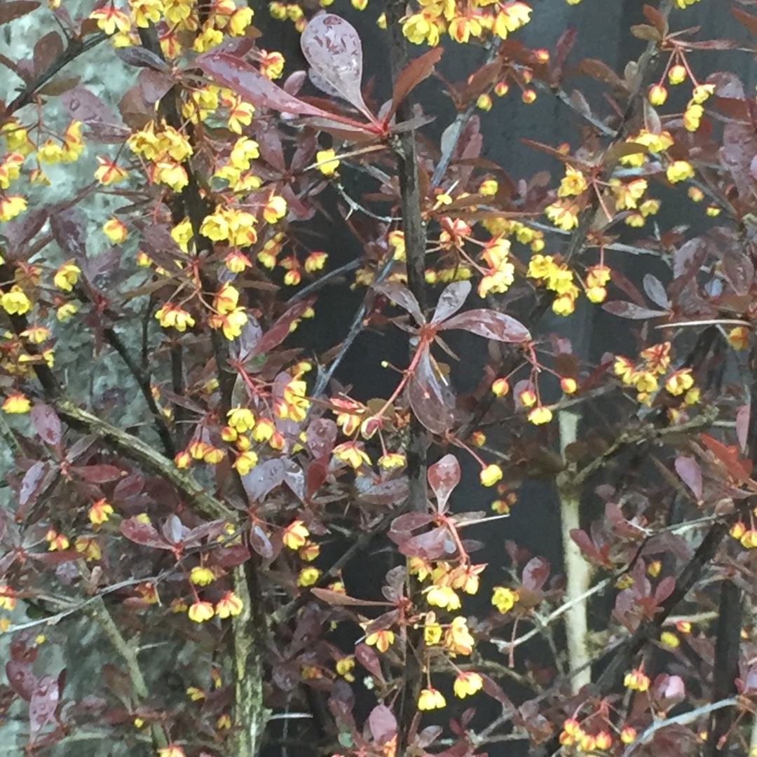 Berberis thunbergii f. atropurpurea Red Chief in the GardenTags plant encyclopedia Japanese Barberry Red Chief in the GardenTags plant encyclopedia