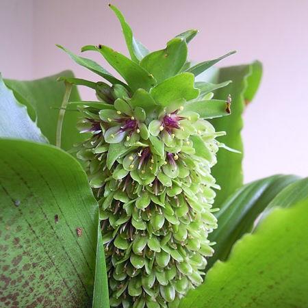Eucomis montana in the GardenTags plant encyclopedia Pineapple Lily (Species) Montane Pineapple Lily in the GardenTags plant encyclopedia
