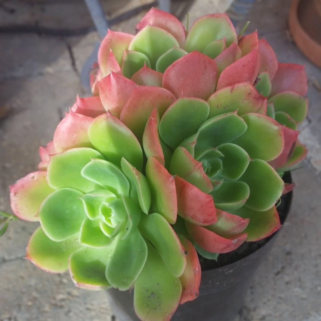 Echeveria Emerald Isle in the GardenTags plant encyclopedia Echeveria Emerald Isle in the GardenTags plant encyclopedia