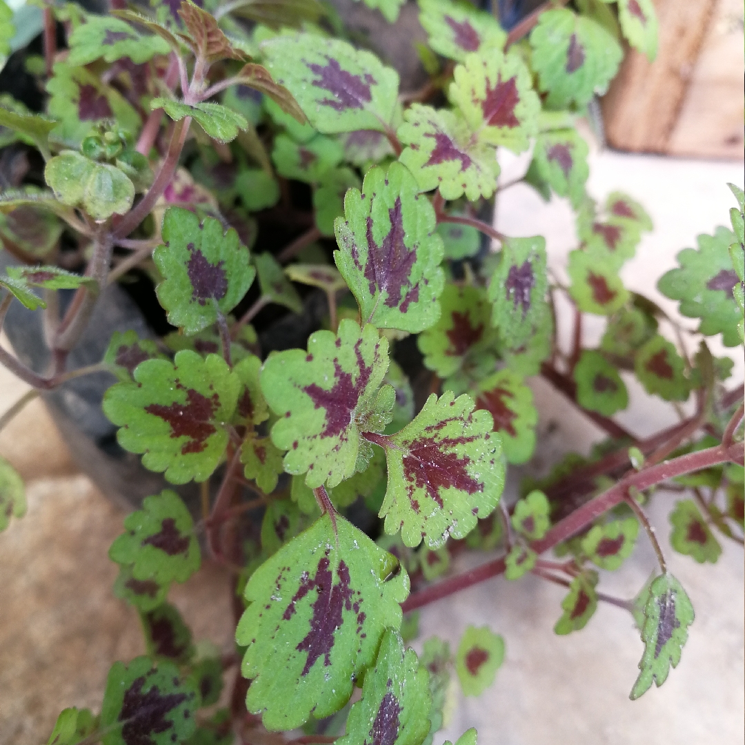 Solenostemon scutellarioides Kakegawa Ce10 (Stained Glassworks Series) syn. Solenostemon scutellarioides Burgundy Wedding Train in the GardenTags plant encyclopedia Coleus Burgundy Wedding Train in the GardenTags plant encyclopedia