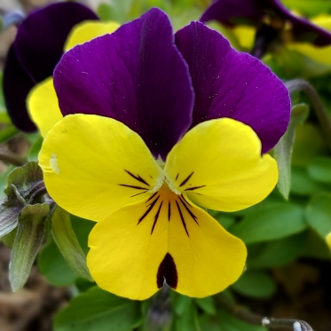 Viola Cornuta Bambini (Mix) in the GardenTags plant encyclopedia Horned Pansy Bambini (Mix) in the GardenTags plant encyclopedia