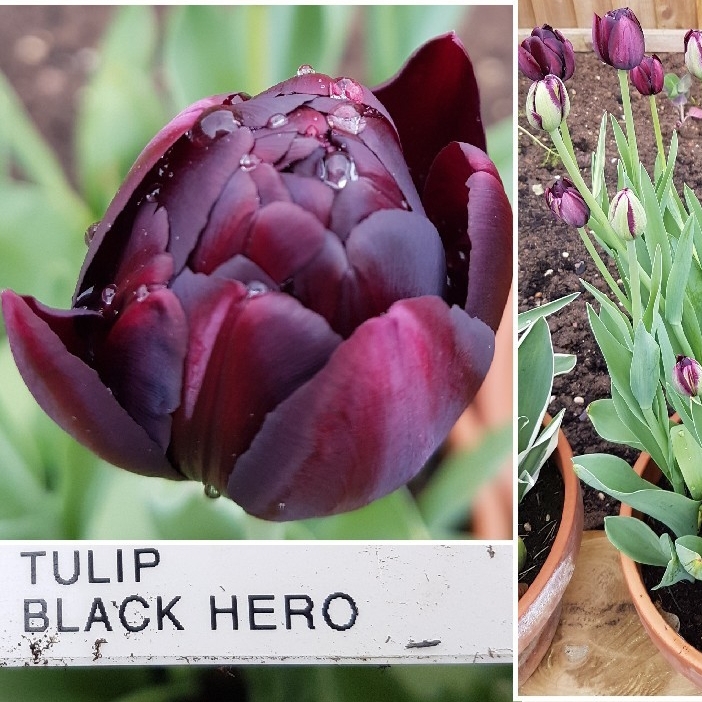 Tulipa Black Hero in the GardenTags plant encyclopedia Tulip Black Hero (Double Late) in the GardenTags plant encyclopedia