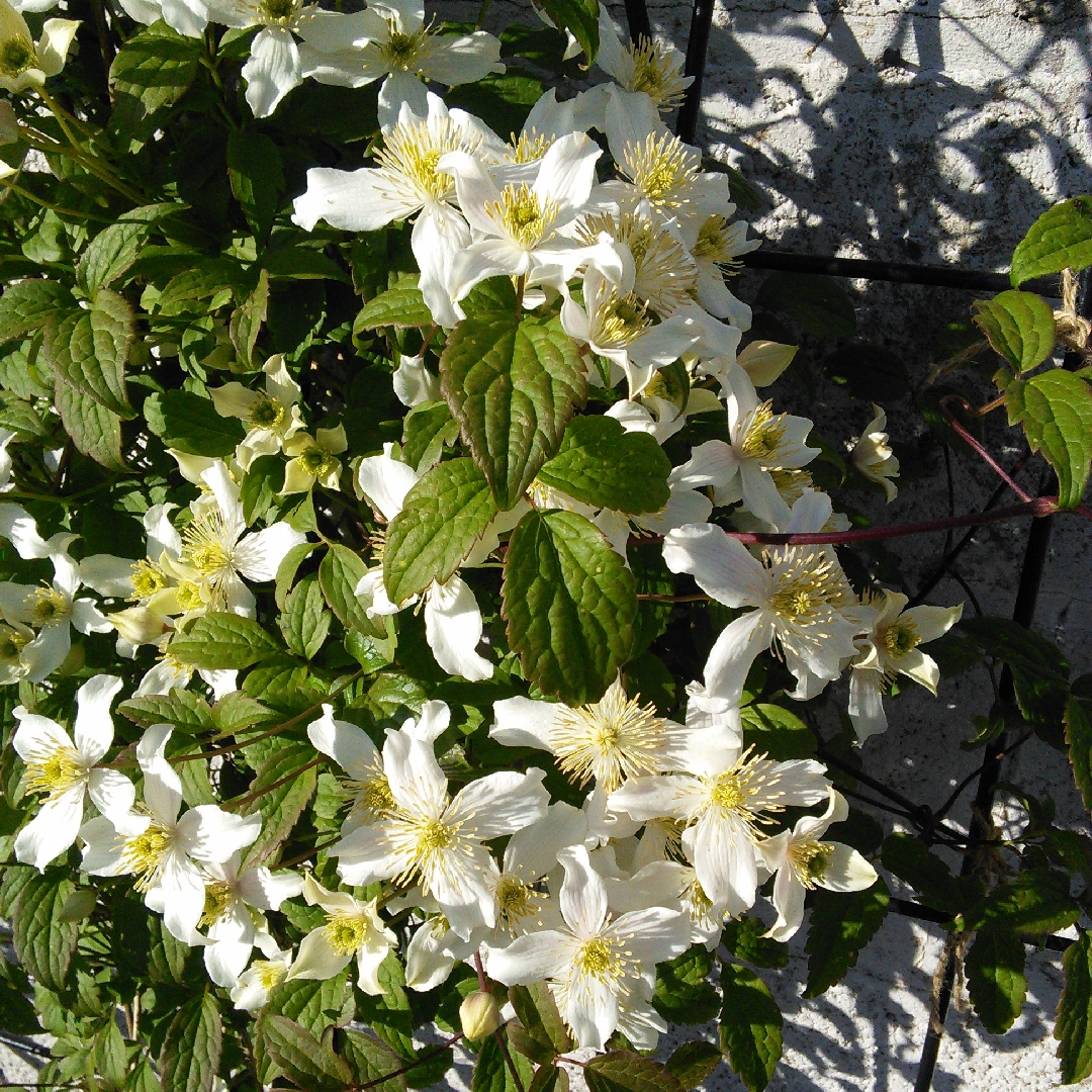 Clematis Montana Wilsonii in the GardenTags plant encyclopedia Clematis Montana Wisonii in the GardenTags plant encyclopedia