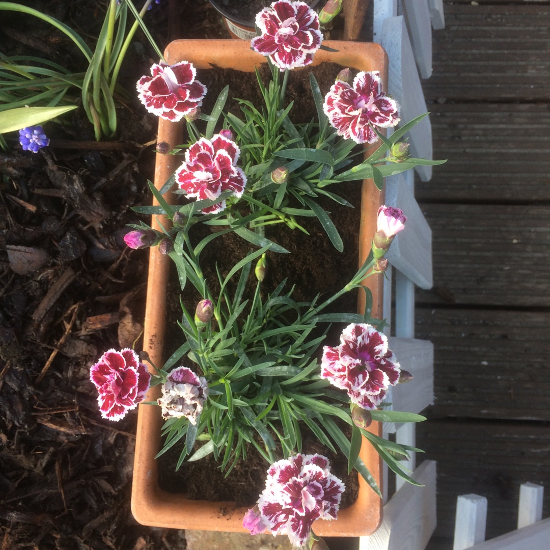 Dianthus SuperTrouper™ Sissy in the GardenTags plant encyclopedia Carnation SuperTrouper™ Sissy in the GardenTags plant encyclopedia