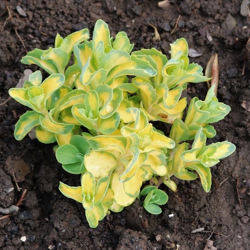 Sedum Erythrostictum Mediovariegatum in the GardenTags plant encyclopedia Sedum Erythrostictum Mediovariegatum in the GardenTags plant encyclopedia
