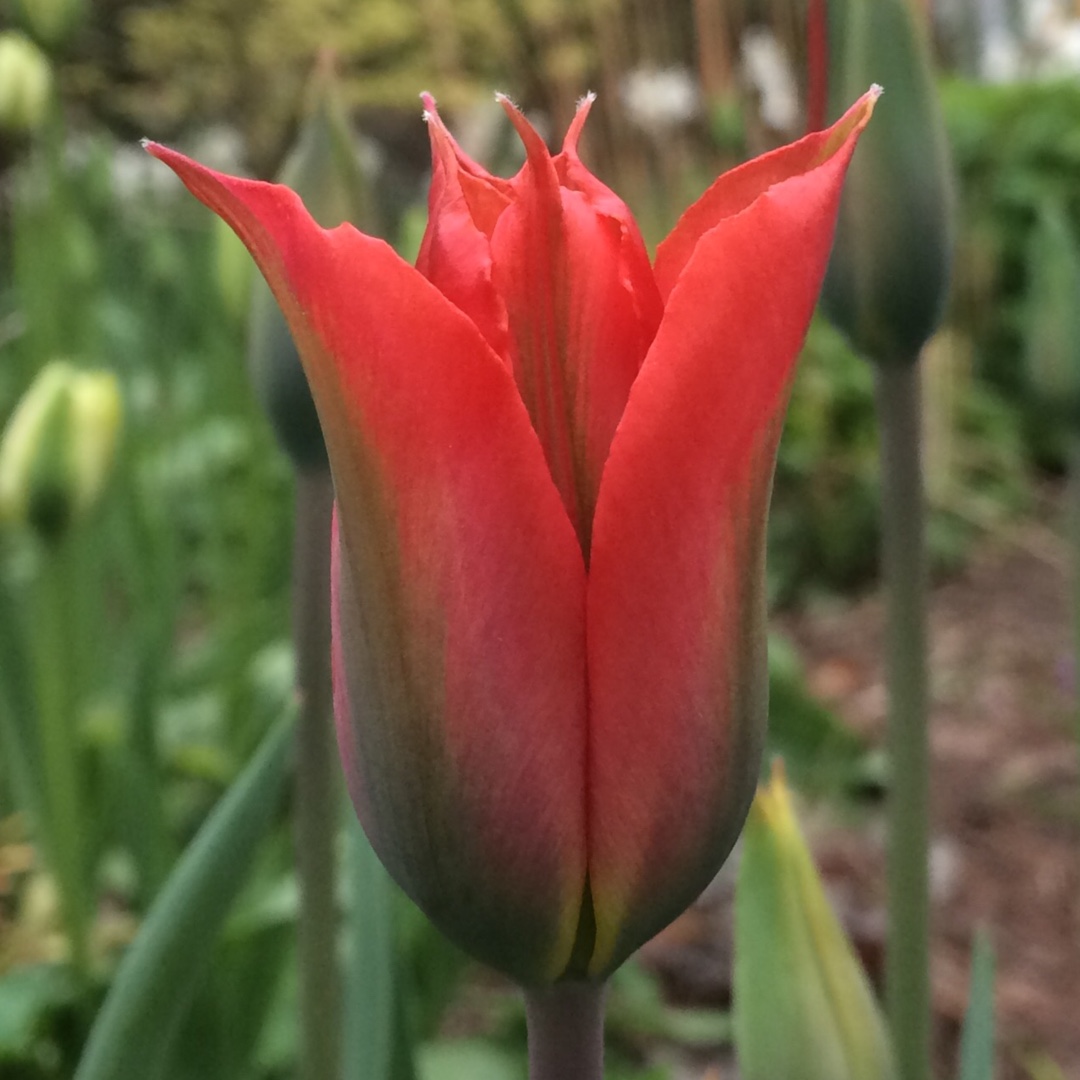 Tulipa 'Red Springgreen', Tulip 'Red Spring Green' (Viridiflora) in GardenTags encyclopedia