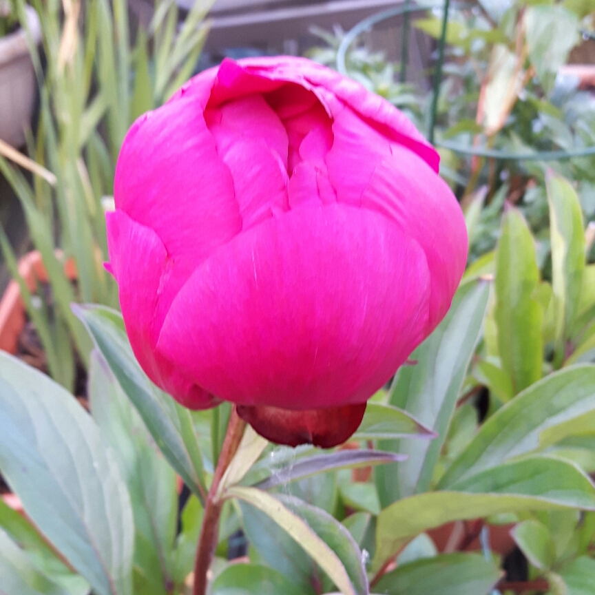Paeonia lactiflora Kansas in the GardenTags plant encyclopedia Peony Kansas (Herbaceous) in the GardenTags plant encyclopedia