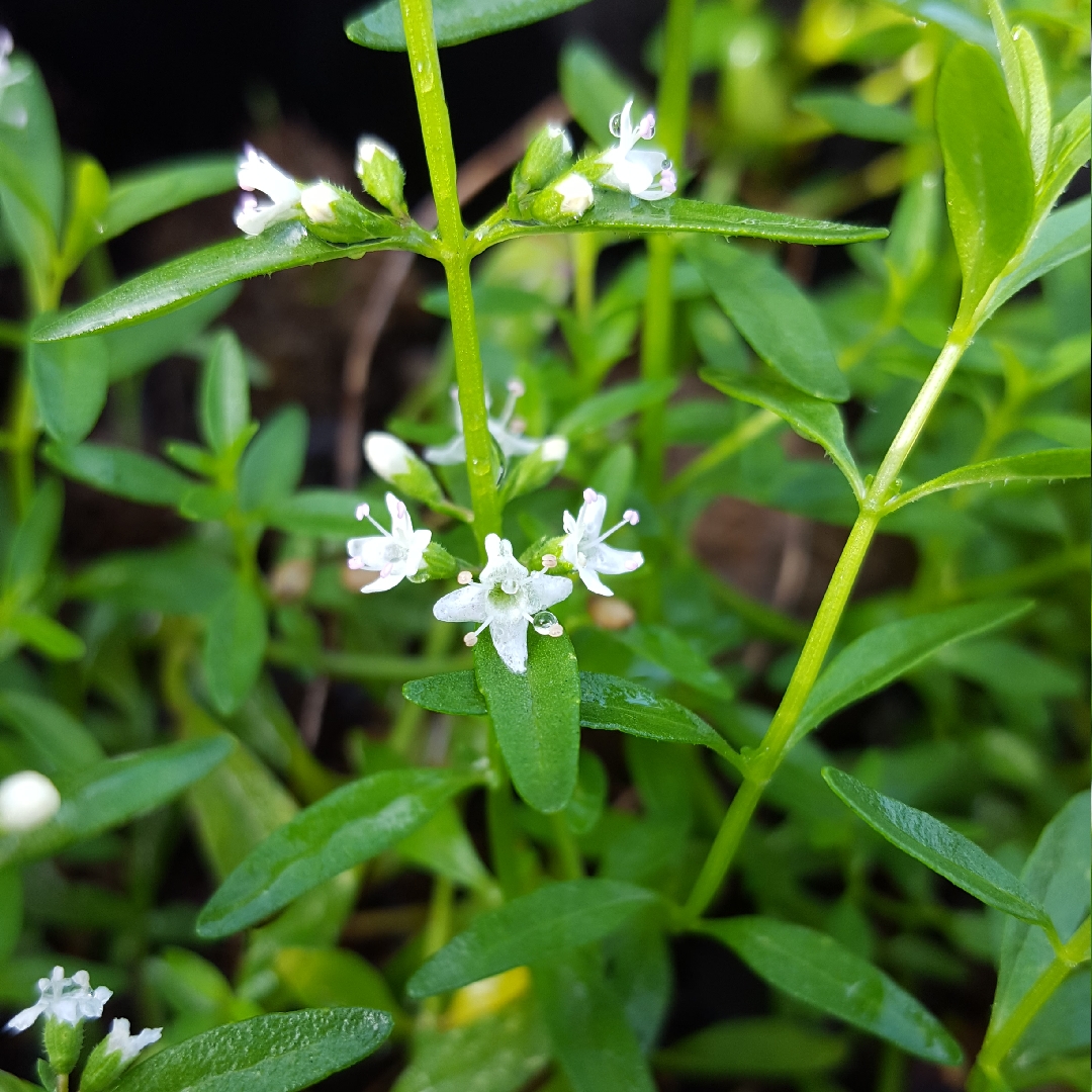 Mentha satureioides in the GardenTags plant encyclopedia Creeping Mint in the GardenTags plant encyclopedia