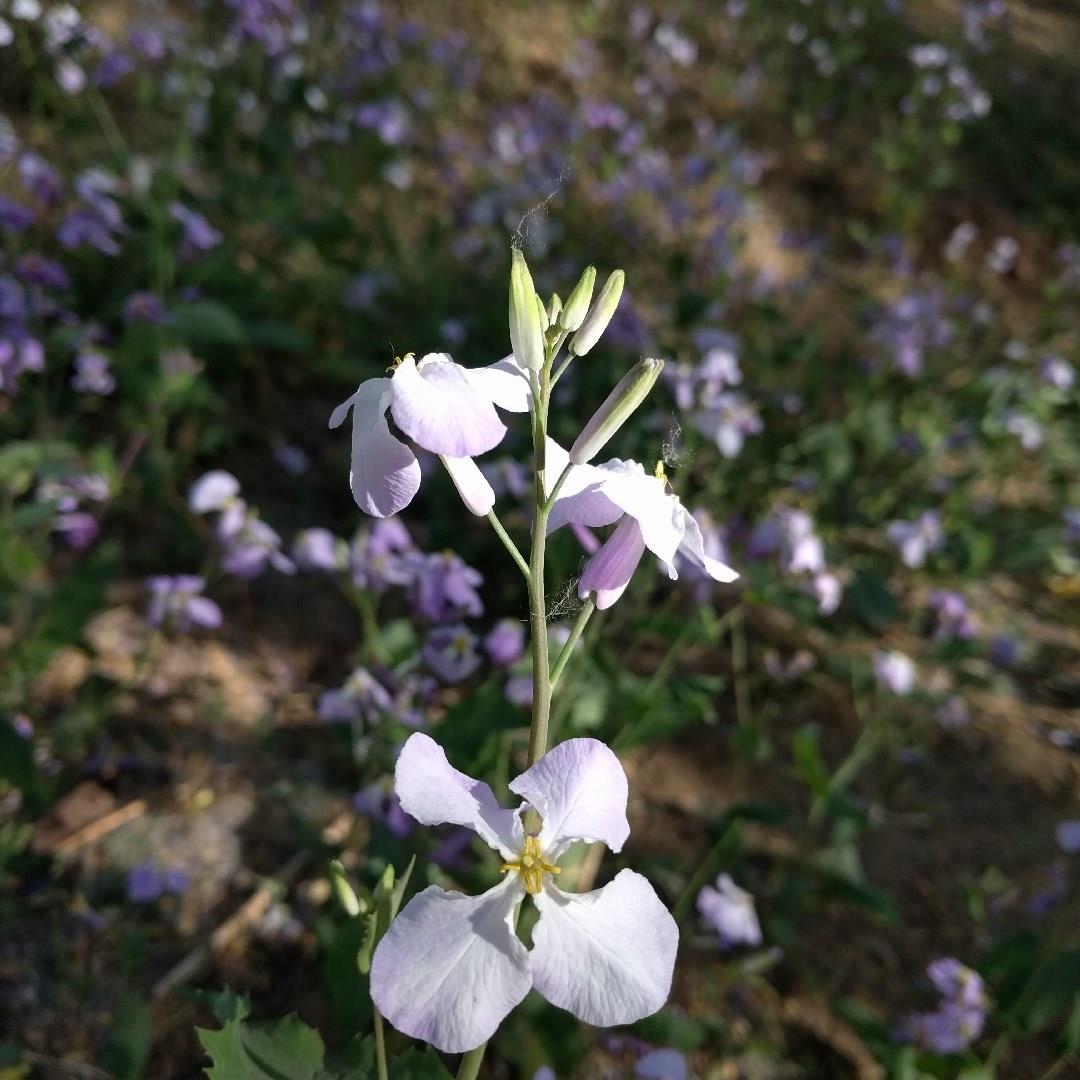Orychophragmus violaceus syn. Arabis chanetii in the GardenTags plant encyclopedia Chinese violet cress in the GardenTags plant encyclopedia