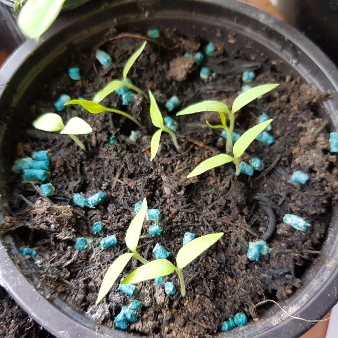 Solanum melongena in the GardenTags plant encyclopedia Thai Eggplant in the GardenTags plant encyclopedia