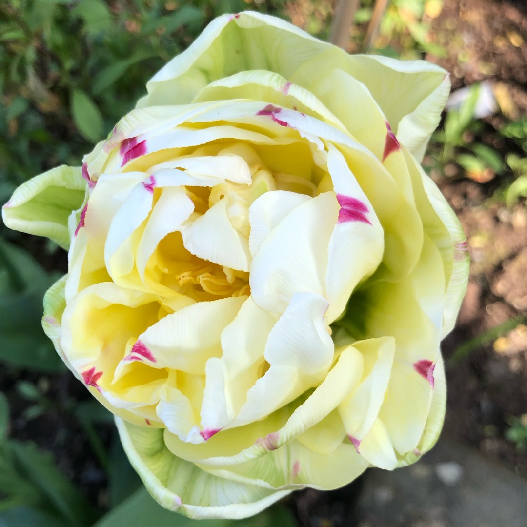 Tulip Danceline (Double Late) in the GardenTags plant encyclopedia