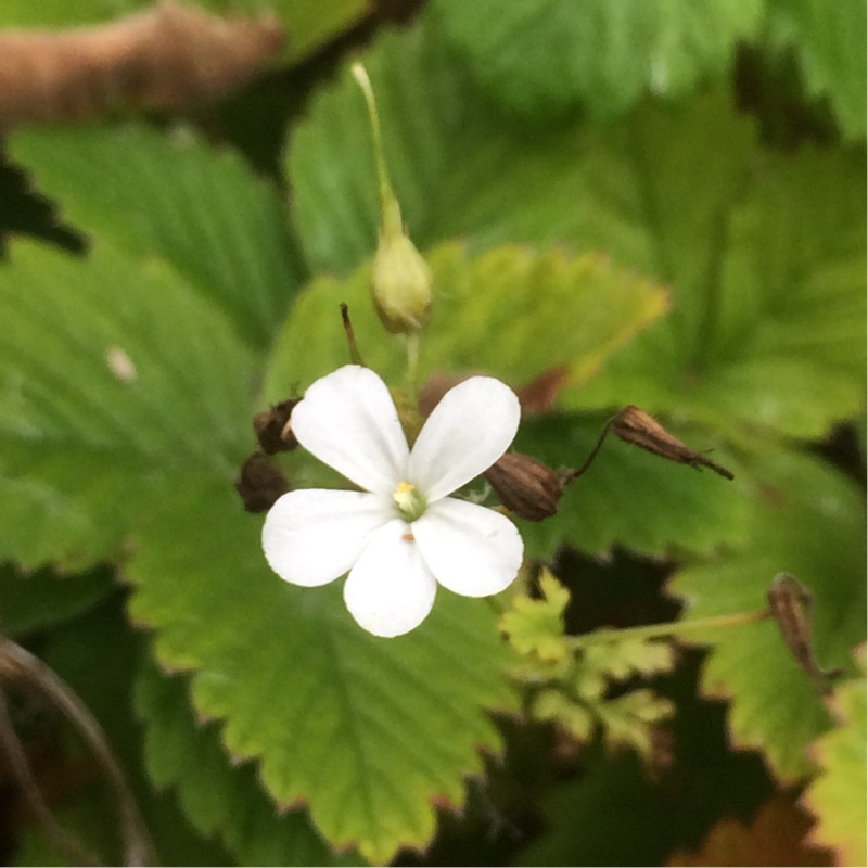 Geranium robertianum Celtic White in the GardenTags plant encyclopedia Herb Robert Celtic White in the GardenTags plant encyclopedia