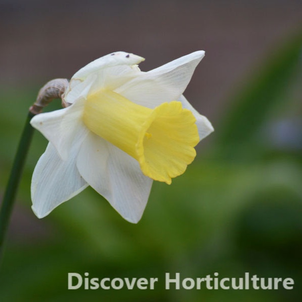 Narcissus Queen Fiona in the GardenTags plant encyclopedia Daffodil Queen Fiona (Trumpet) in the GardenTags plant encyclopedia