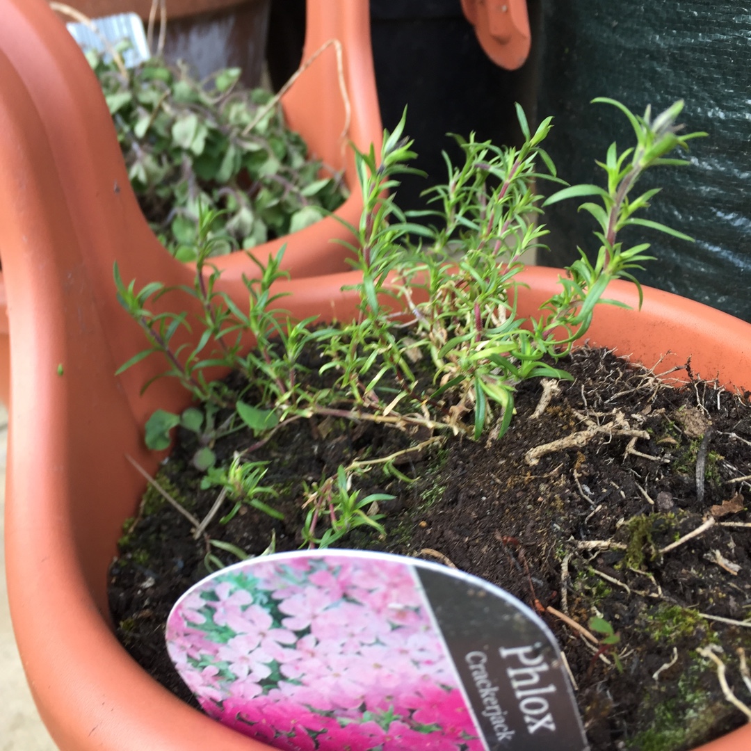 Phlox douglasii Crackerjack in the GardenTags plant encyclopedia Phlox Crackerjack in the GardenTags plant encyclopedia