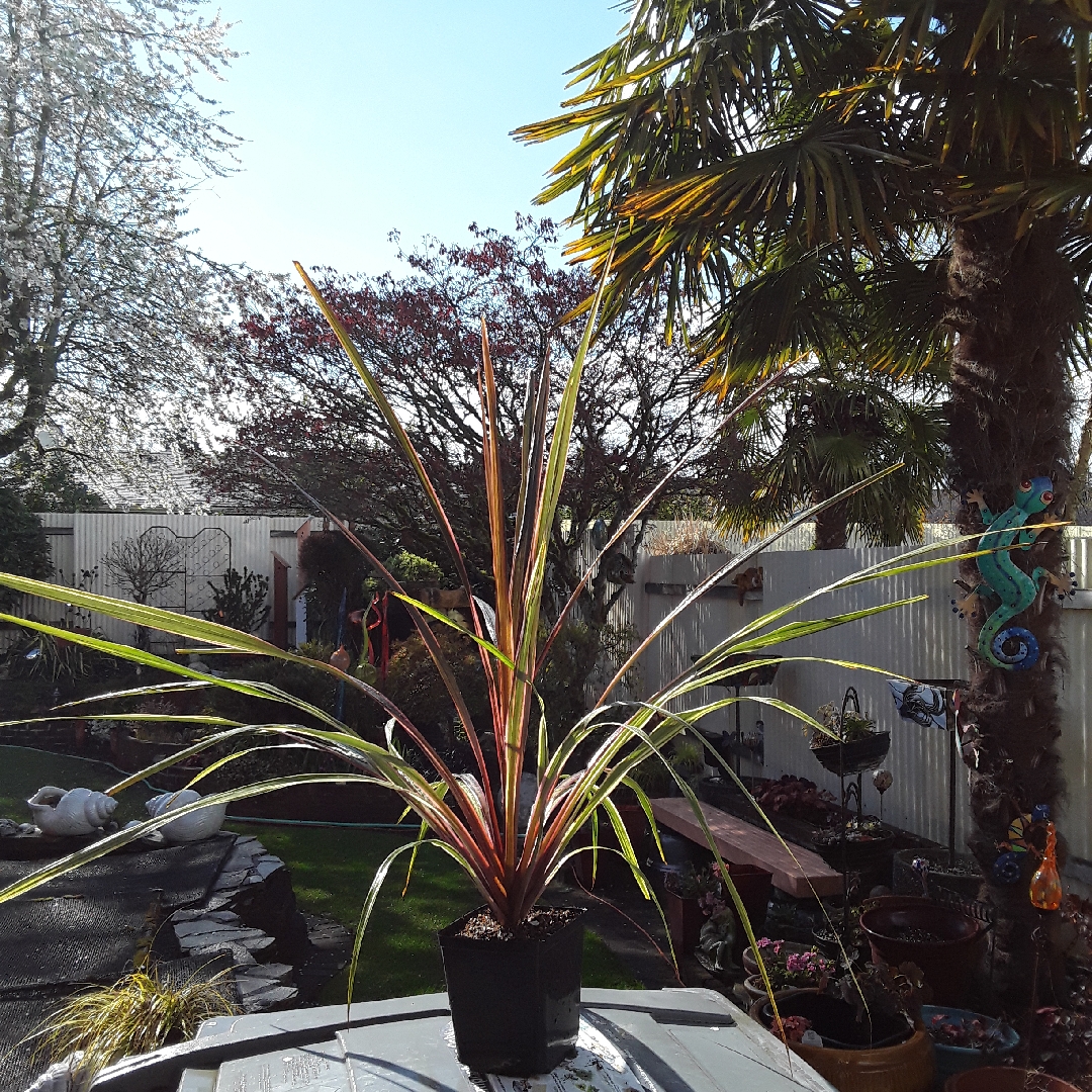Cordyline Can Can in the GardenTags plant encyclopedia Cabbage Palm Can Can in the GardenTags plant encyclopedia