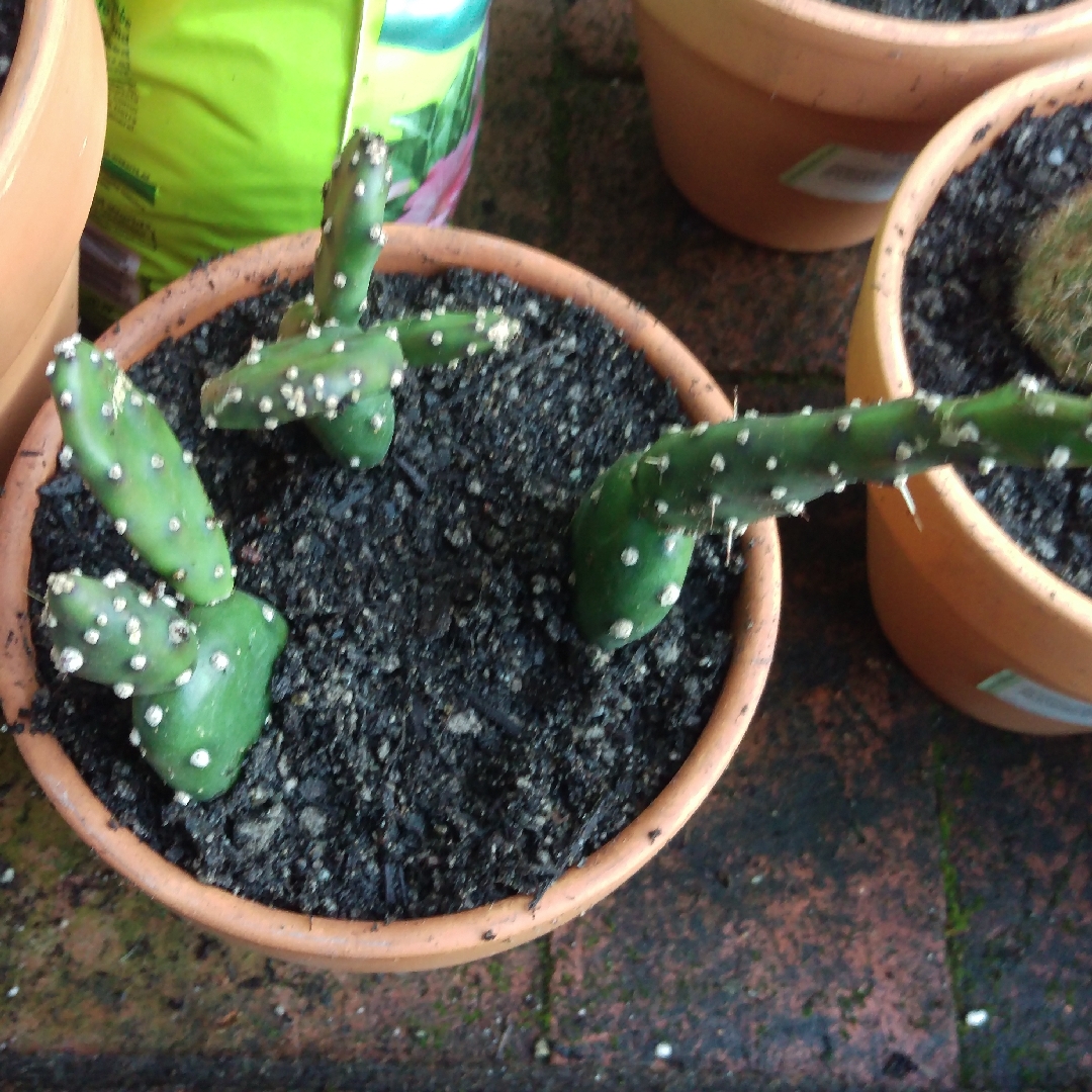 Opuntia quitensis Johnsons Hybrid in the GardenTags plant encyclopedia Opuntia Johnsons Hybrid in the GardenTags plant encyclopedia