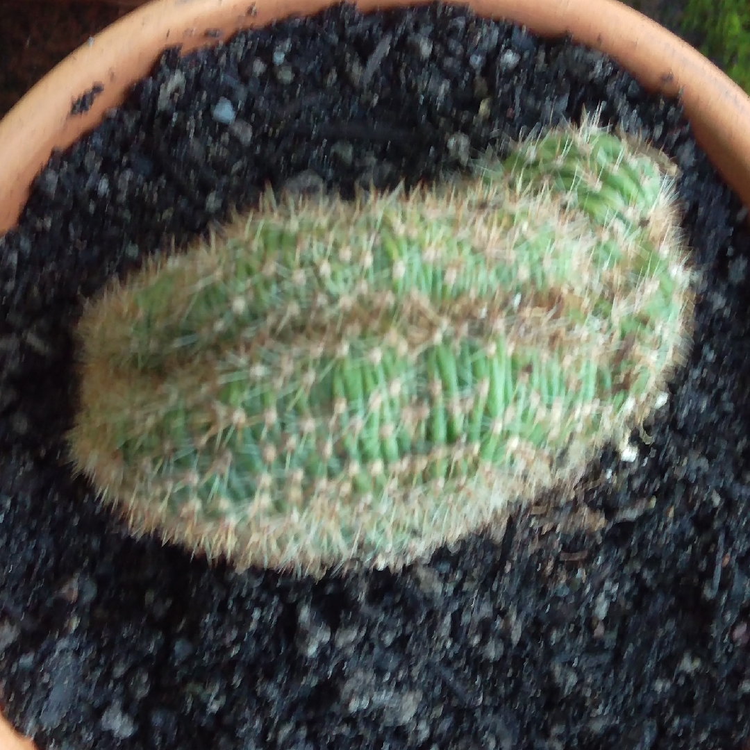 Echinopsis cristata Caterpillar in the GardenTags plant encyclopedia Caterpillar Plant in the GardenTags plant encyclopedia