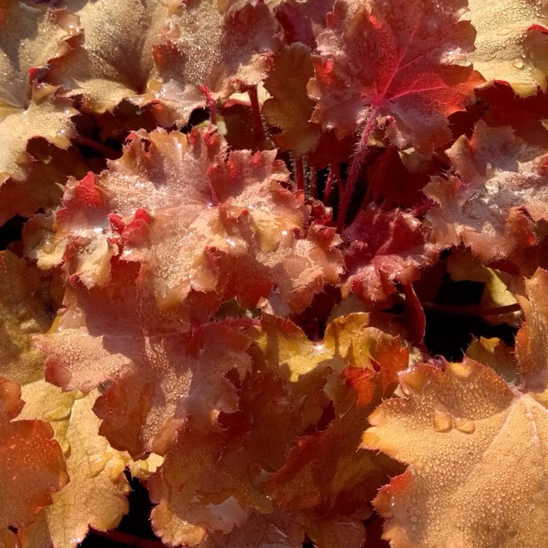 Heuchera Peach Flambe in the GardenTags plant encyclopedia Alumroot Peach Flambe in the GardenTags plant encyclopedia
