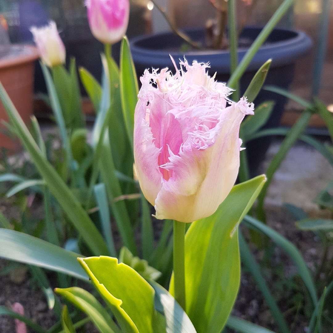 Tulipa Huis Ten Bosch in the GardenTags plant encyclopedia Tulip Huis Ten Bosch (Fringed) in the GardenTags plant encyclopedia
