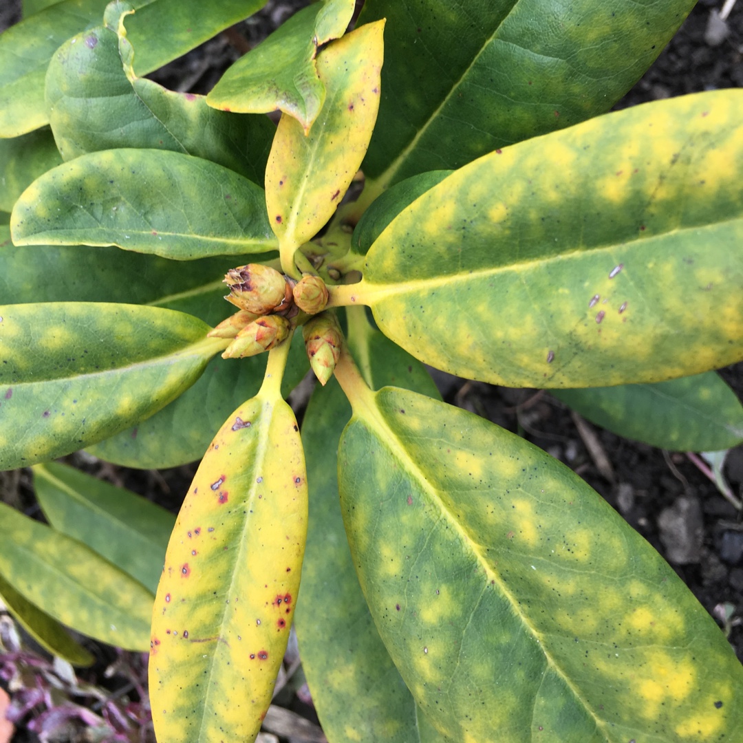 Rhododendron Sun Fire in the GardenTags plant encyclopedia Rhododendron Sun Fire in the GardenTags plant encyclopedia