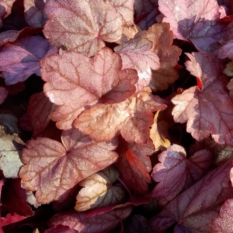 Heuchera Grape Soda in the GardenTags plant encyclopedia Alumroot Grape Soda in the GardenTags plant encyclopedia