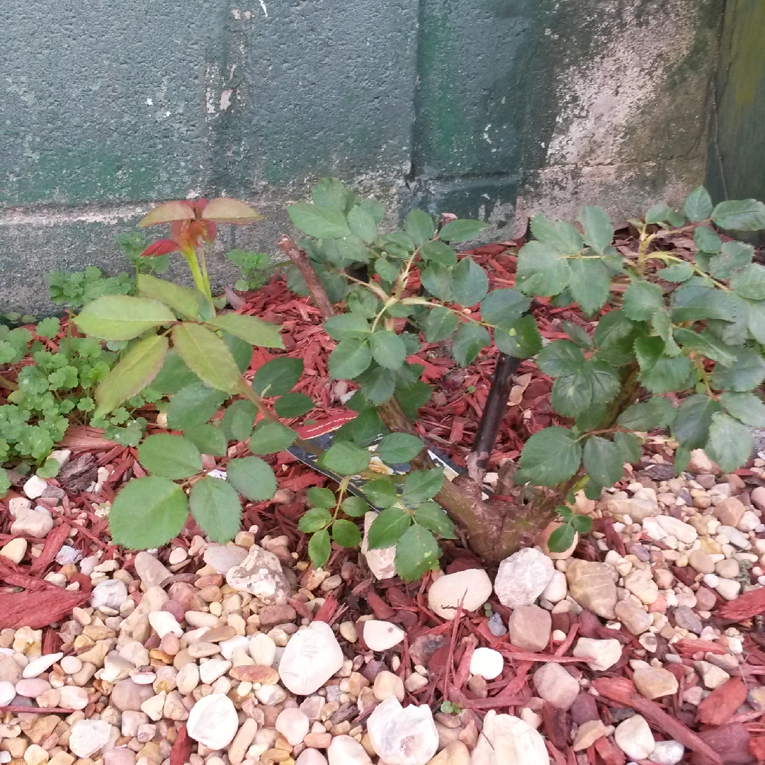 Rosa Royal Gold in the GardenTags plant encyclopedia Rose CL. Royal Gold in the GardenTags plant encyclopedia