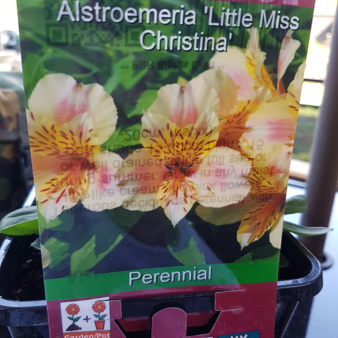 Alstroemeria Christina (Little Miss Series) in the GardenTags plant encyclopedia Peruvian Lily Christina in the GardenTags plant encyclopedia