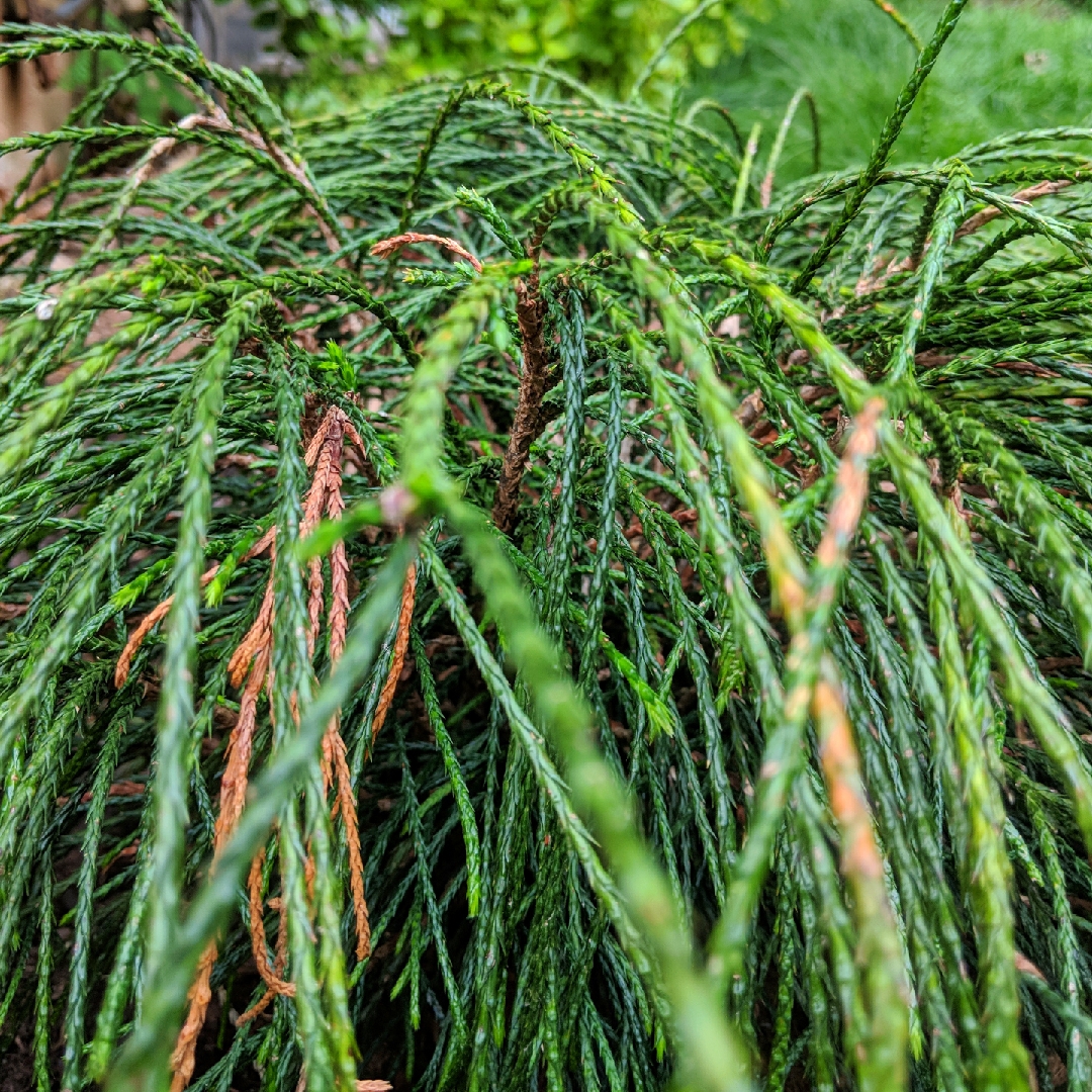 Thuja plicata in the GardenTags plant encyclopedia Red Cedar in the GardenTags plant encyclopedia